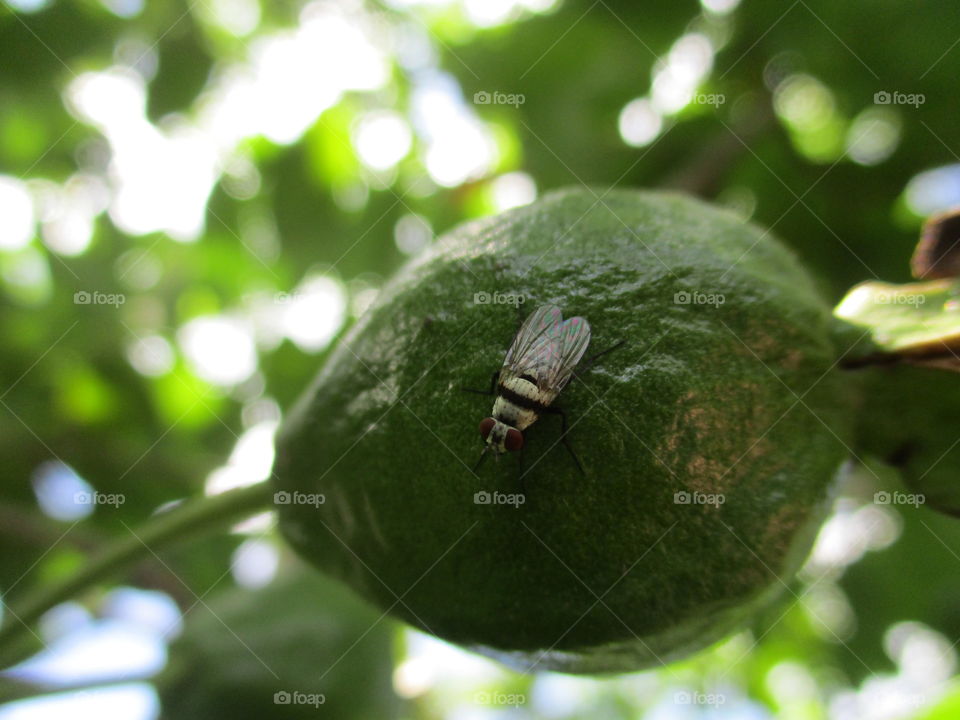 guava and insect