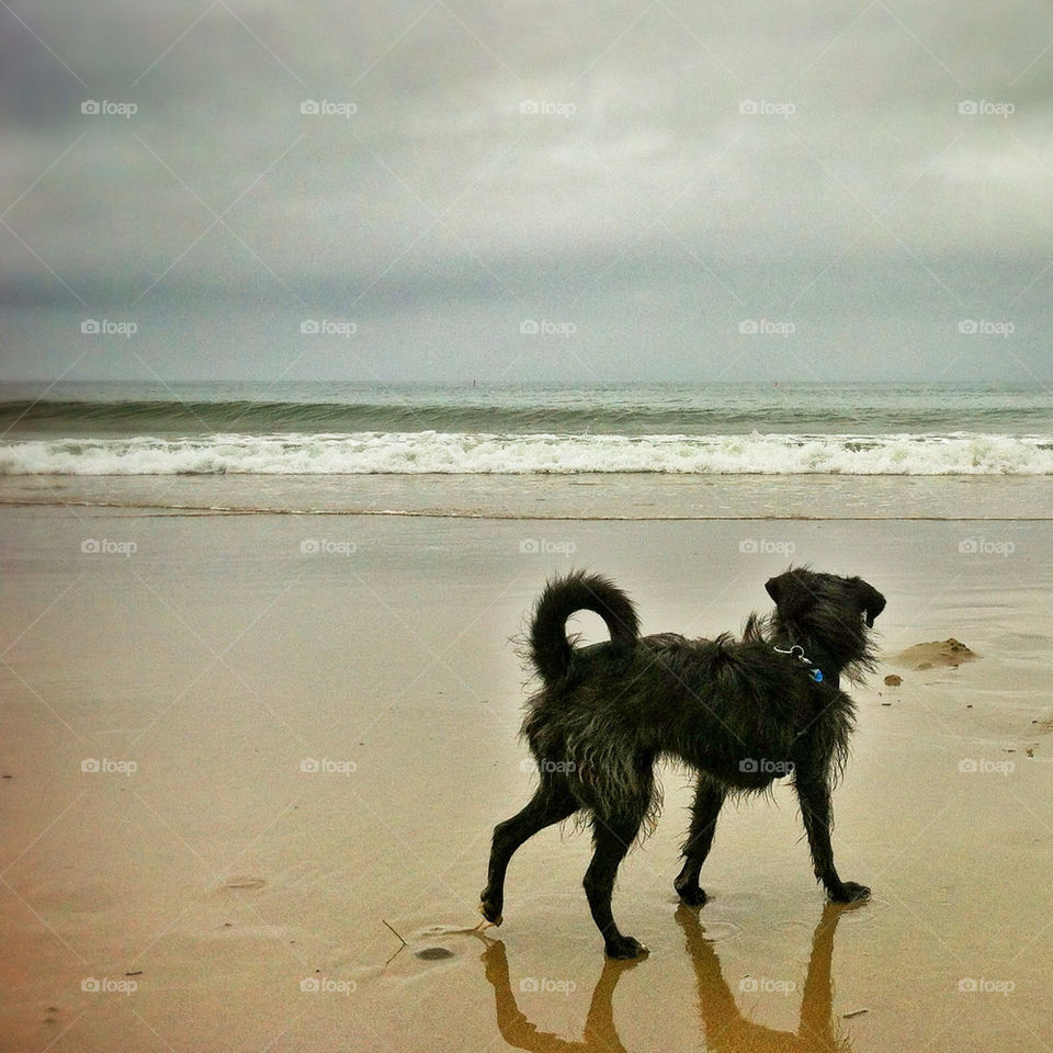 beach ocean nature dog by infostyx