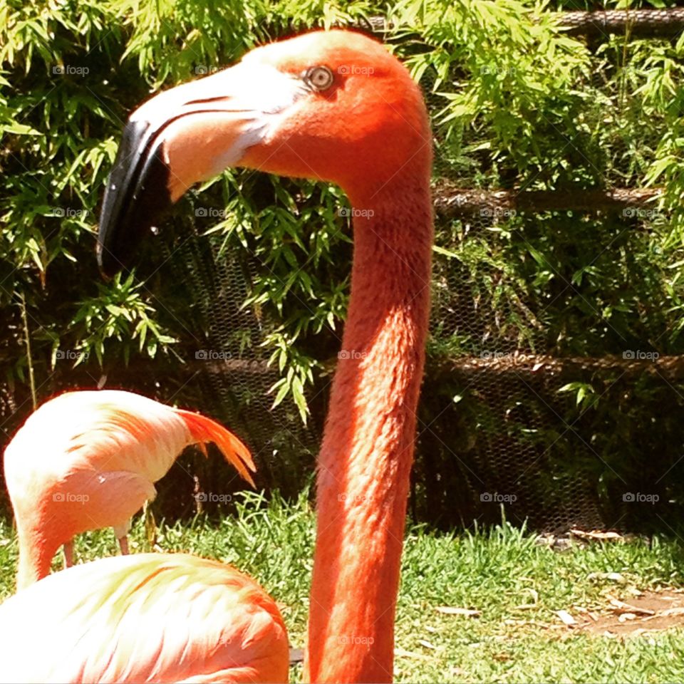 Flamingo . San Diego Zoo trip 