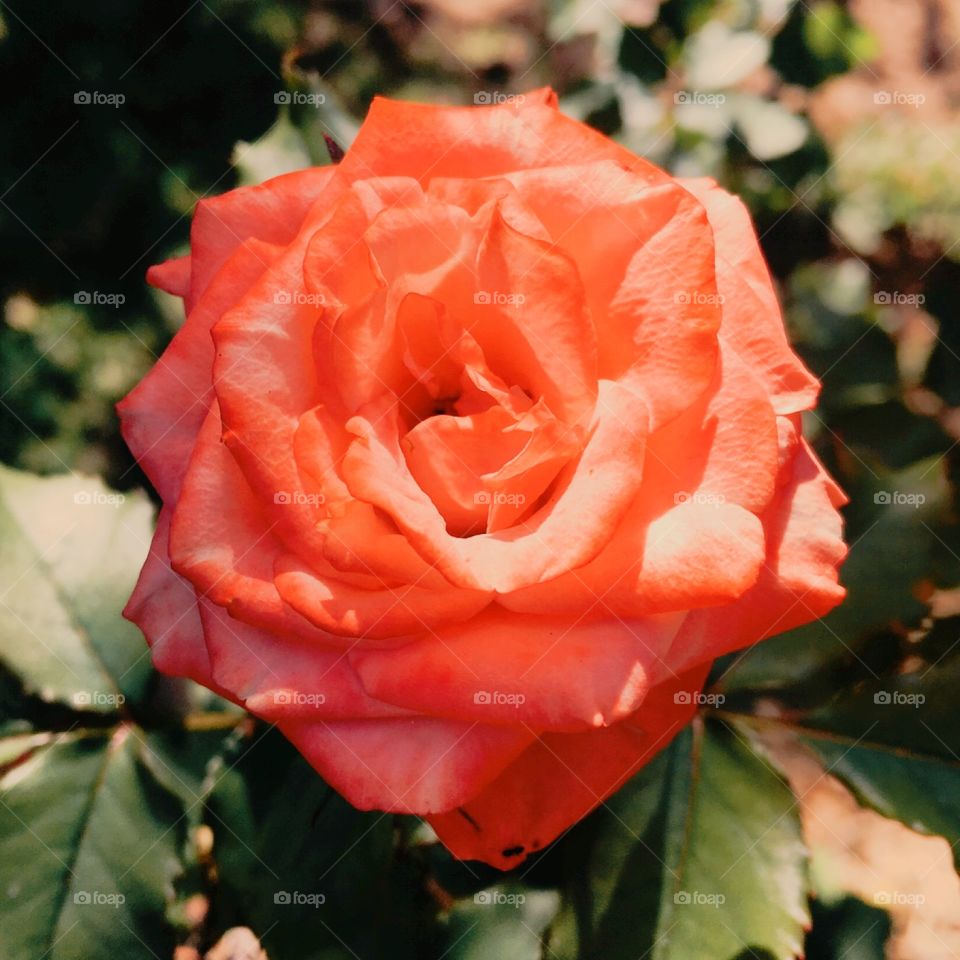 🌺Fim de #cooper!
Suado, cansado e feliz, alongando e curtindo a beleza das #rosas vermelhas.
🏁
#corrida #treino #flor #flower #flowers #pétalas #jardim #jardinagem #garden #flora #run #running #esporte #alongamento