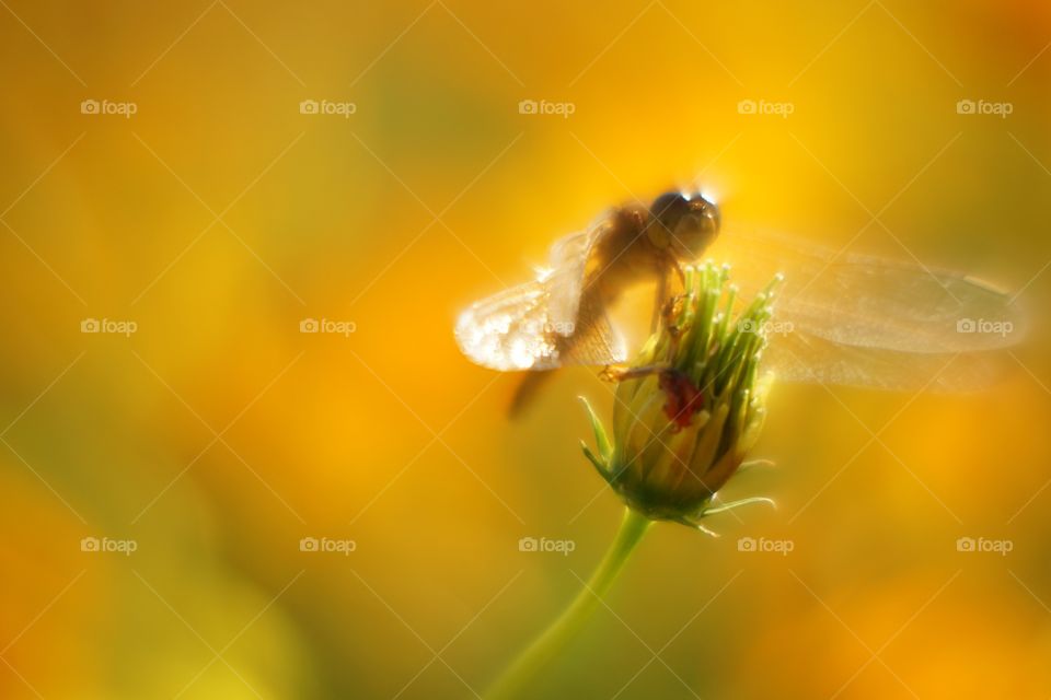 flower and insect