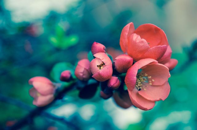 The beauty of spring