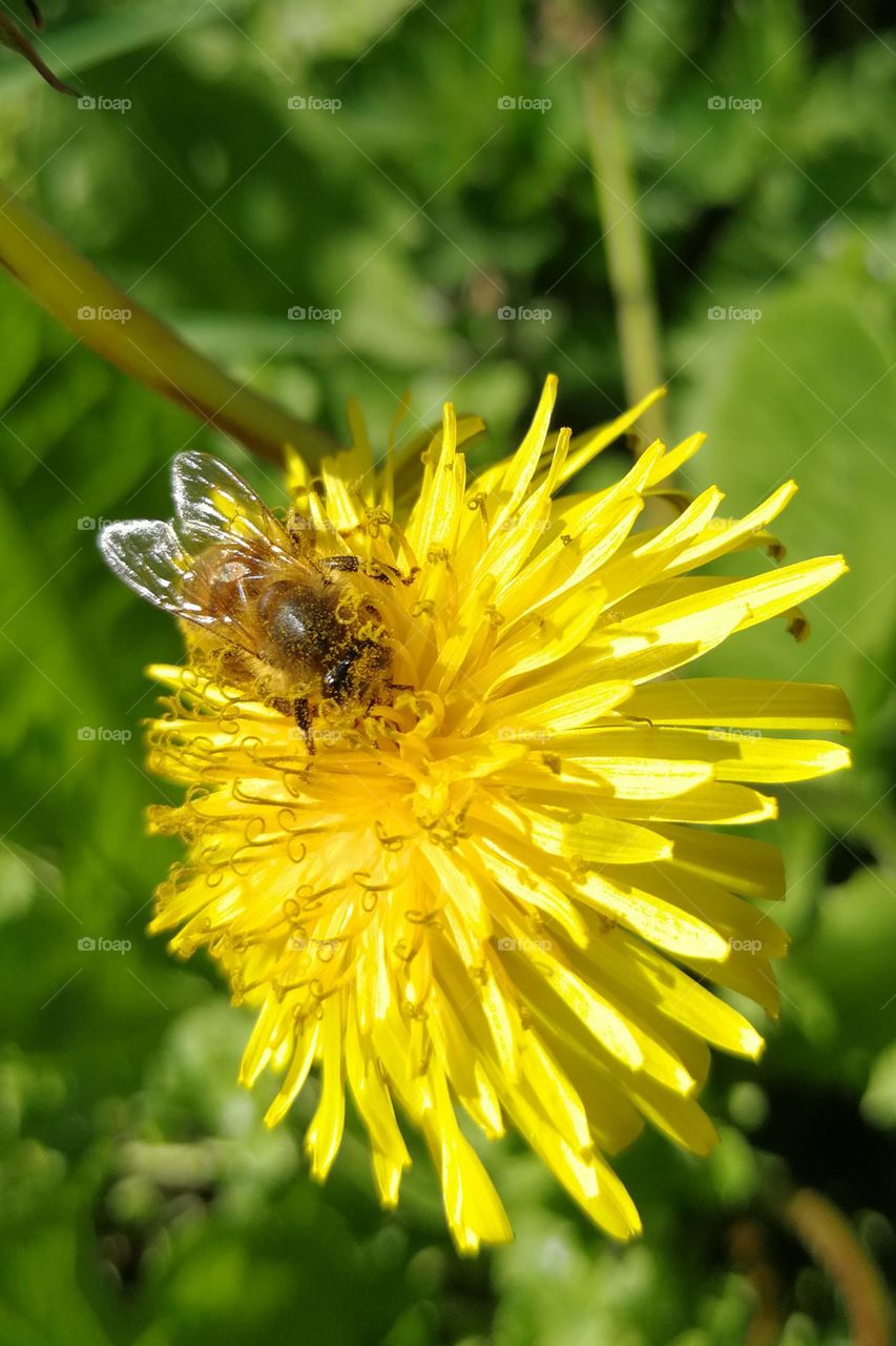 Dandelion Blossom and the Bee