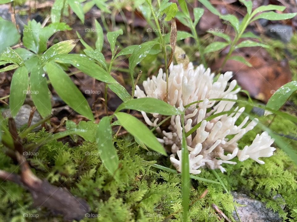 White Coral Fungus 