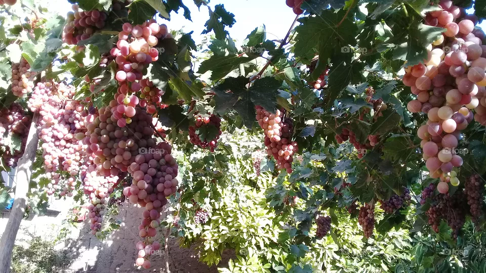 grapes