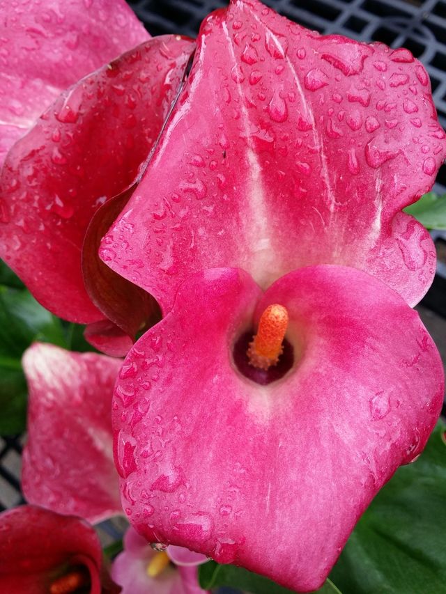 Lily