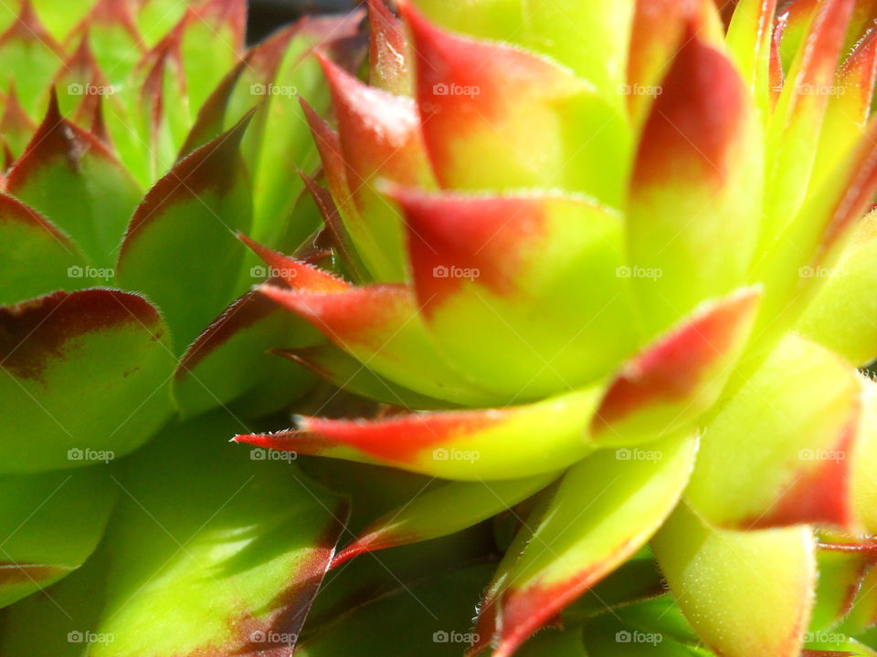 Close-up of cactus flower