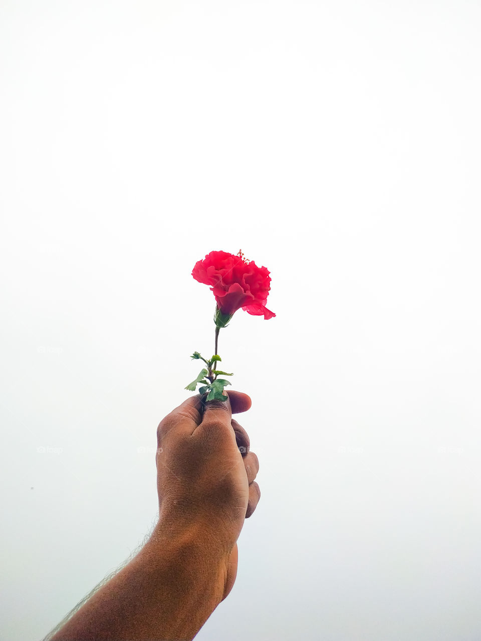 Hand holding red flower on white background