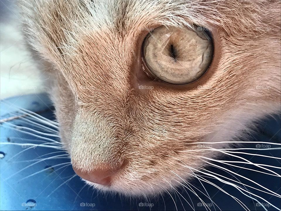 Close up of a wide eyed kitten