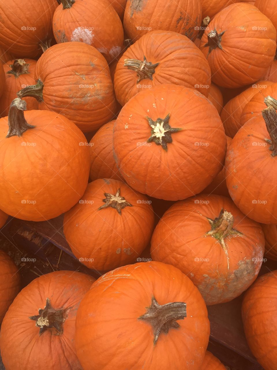 Pile of Sugar pumpkins.
