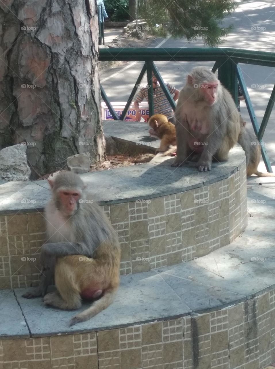 monkey family with small cute baby, sitting under the tree waiting for some food which is given by tourist