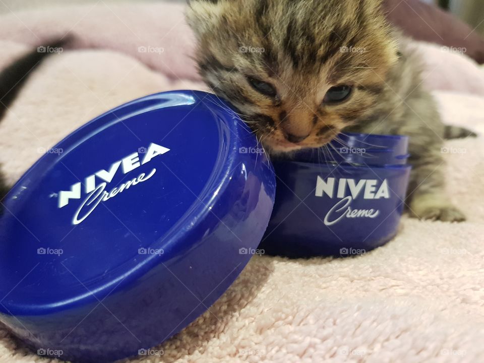 Tiny kitten face over a blue Nivea pot on top of a fluffy pink bath towel.