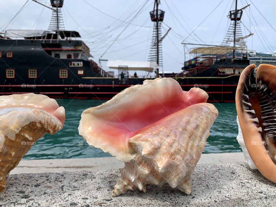 close up of colorful shells