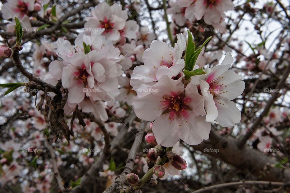 Almondtree in Spring
