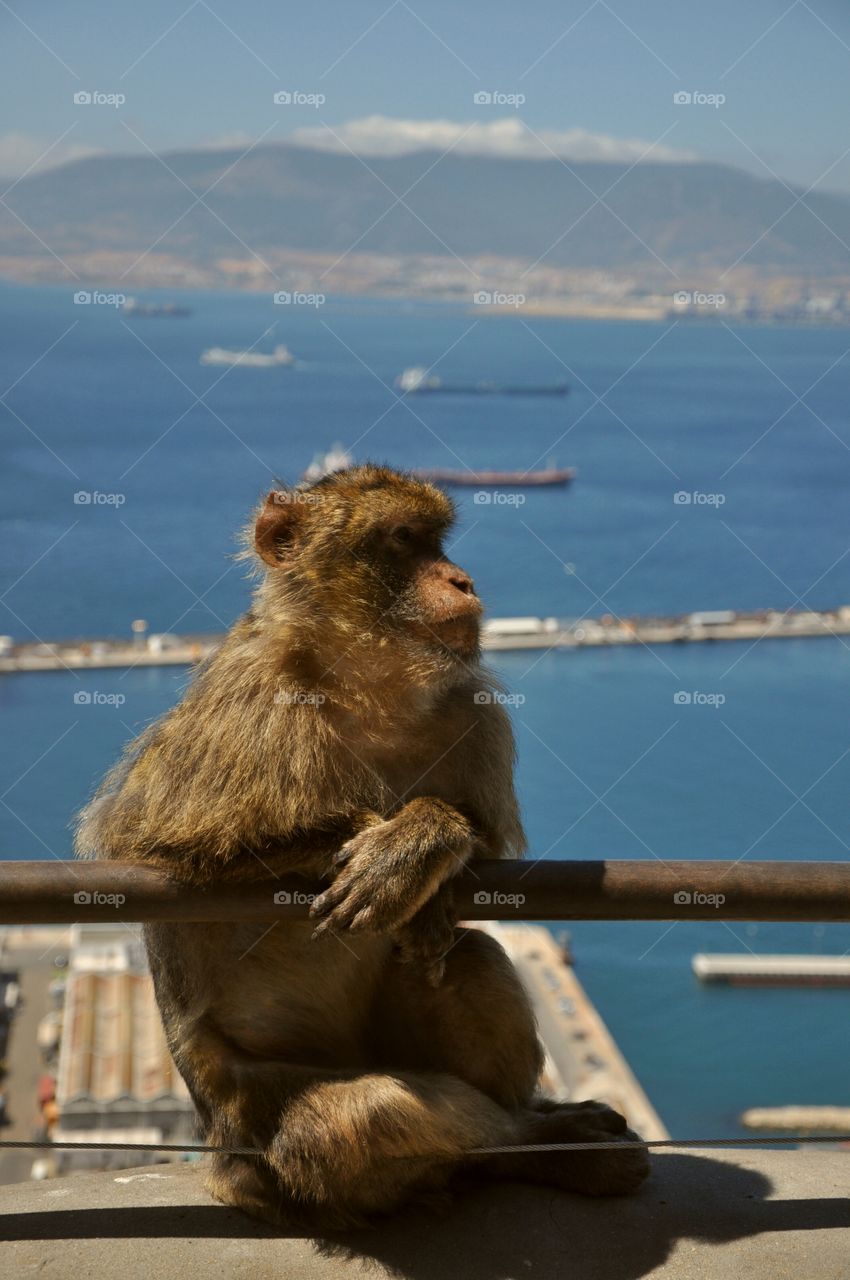 Monkey sitting on railing