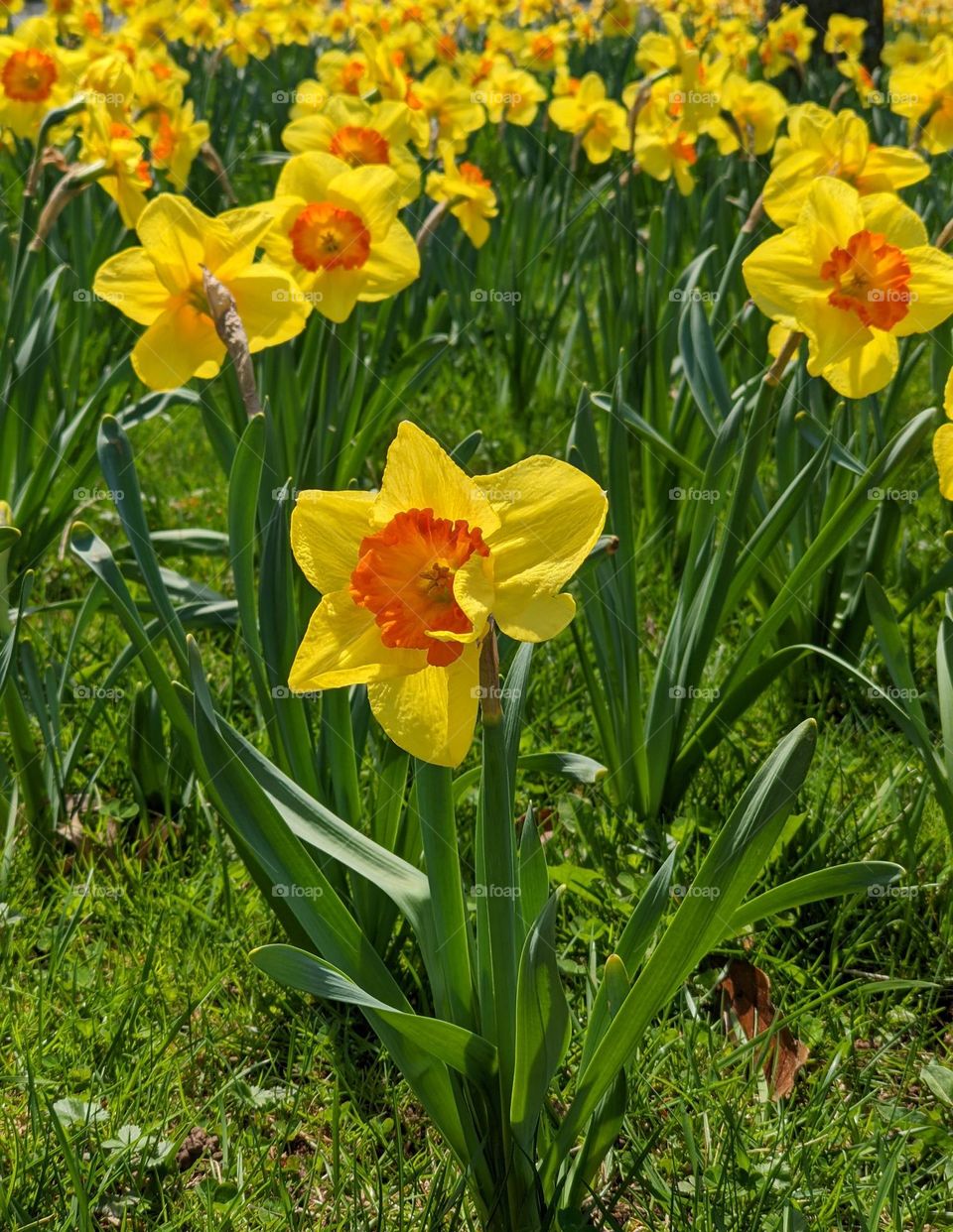 Narcissus flowers