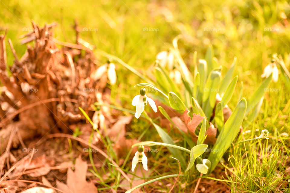 Snow drops flower