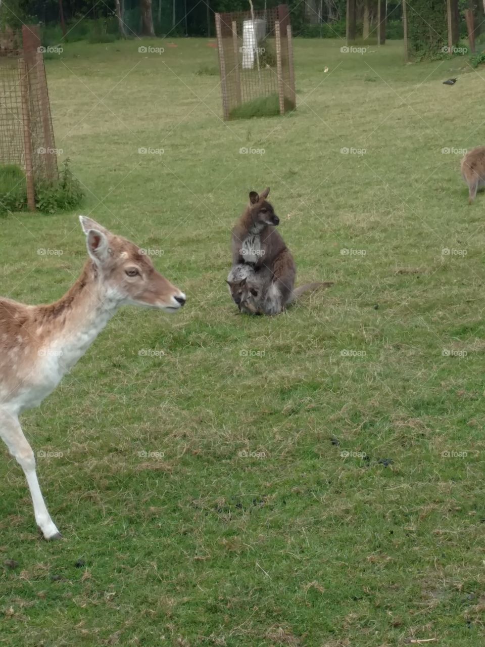 kangourou et son petit