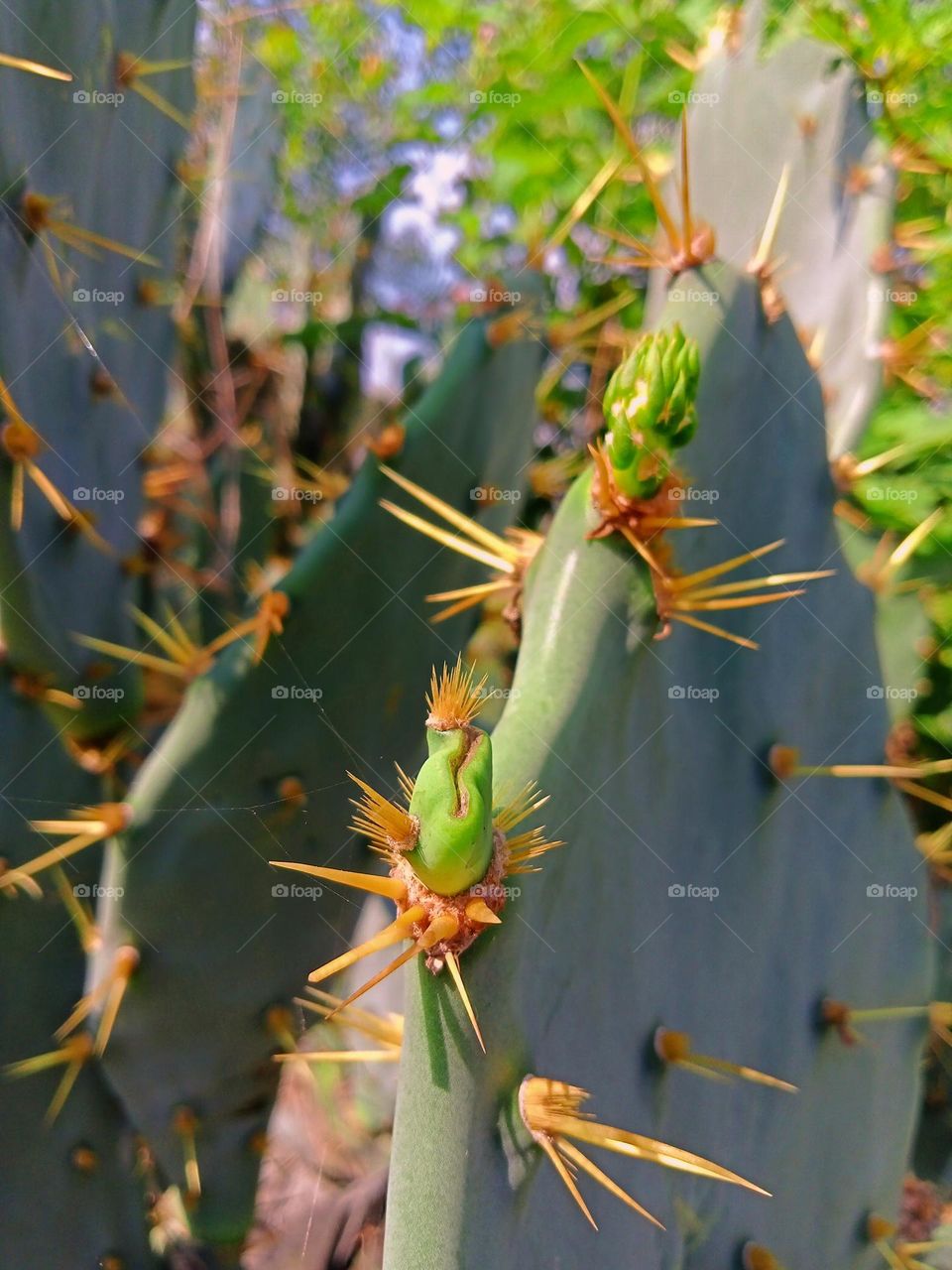 this is a beautiful picture of cactus 🌵 plant