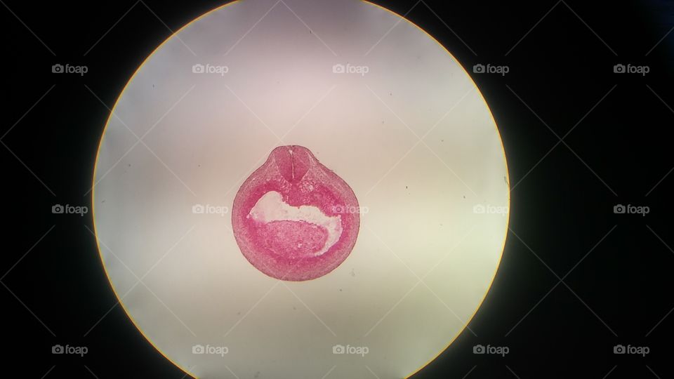 Female mouse uterus microscope