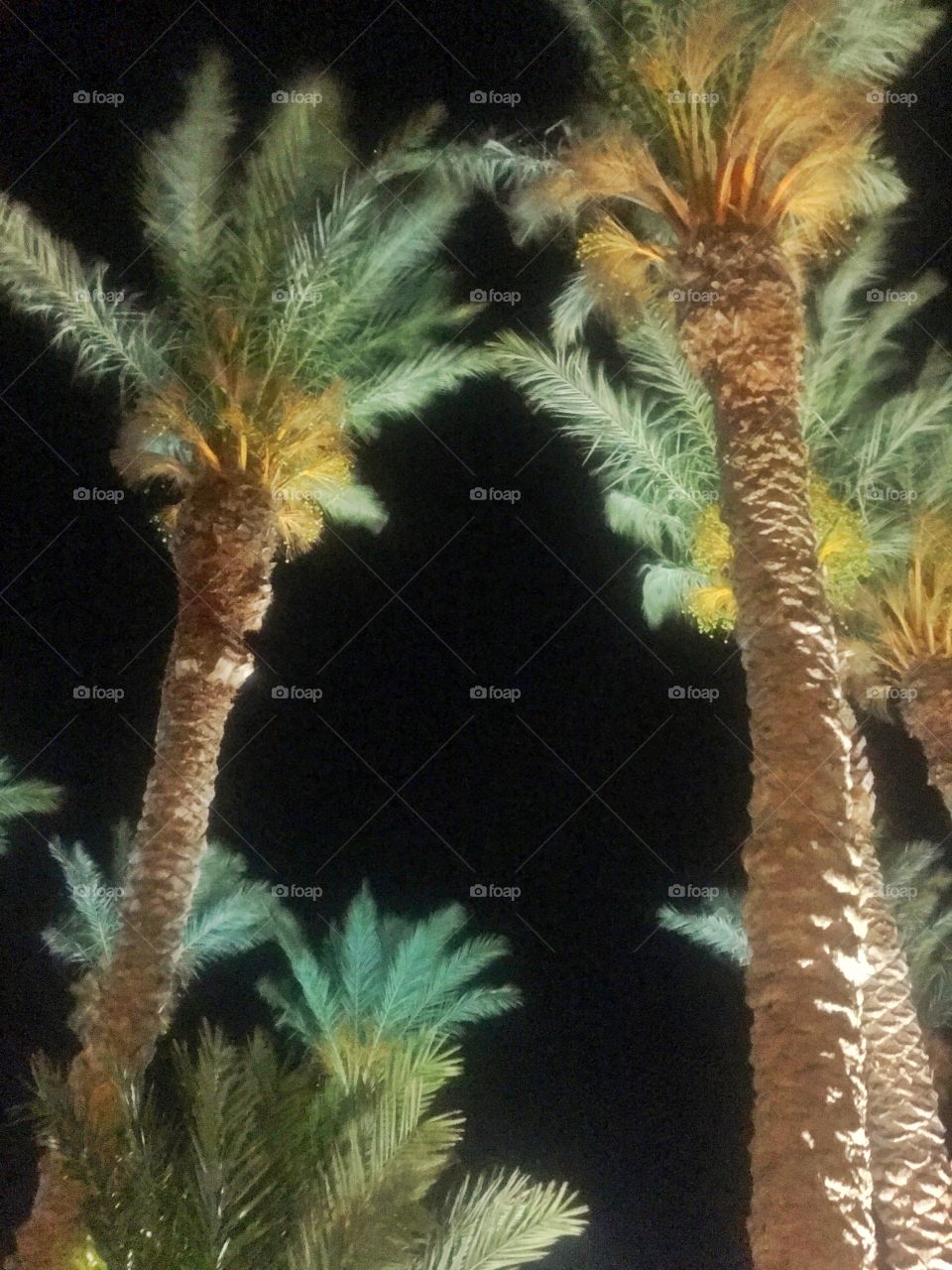 Night time palm trees 