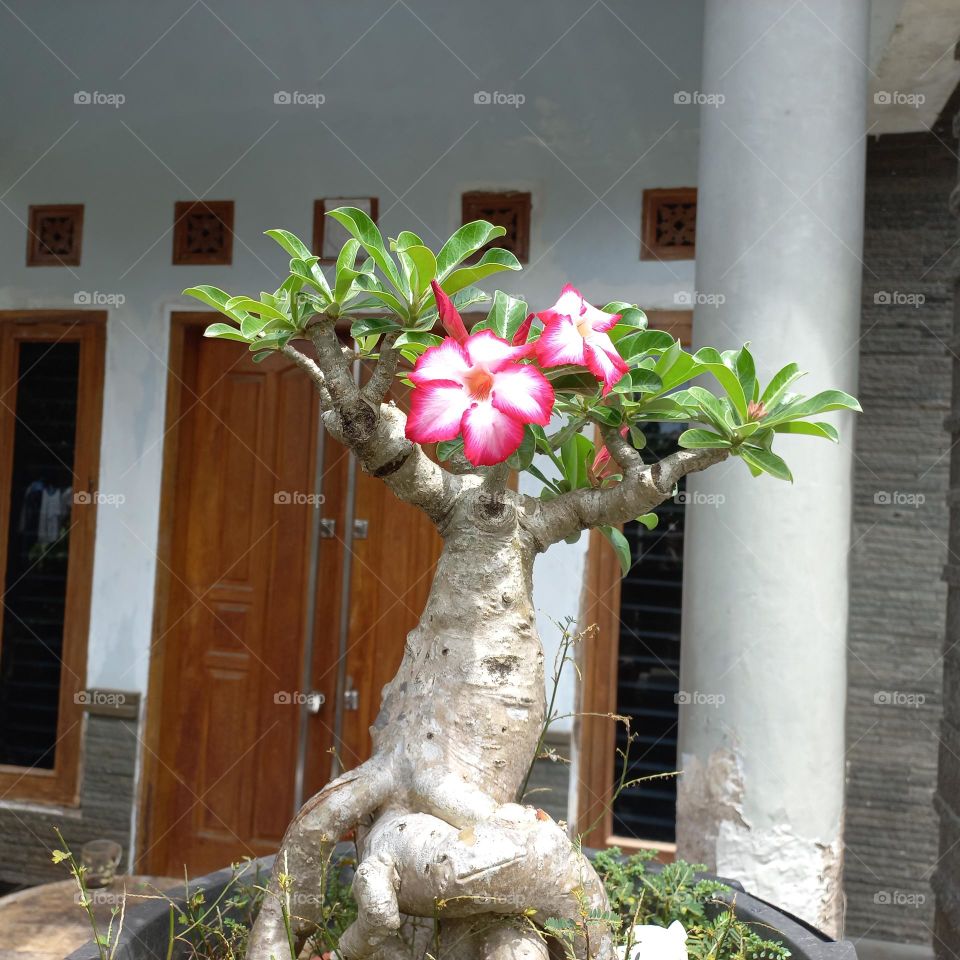 adenium is a species of ornamental plant, the stem is large, the lower part resembles a tuber.