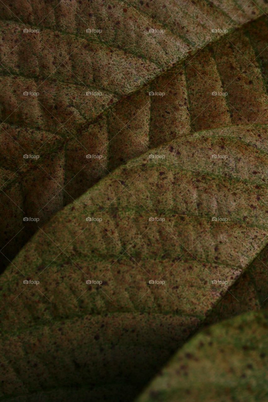 Leaf patterns and textures