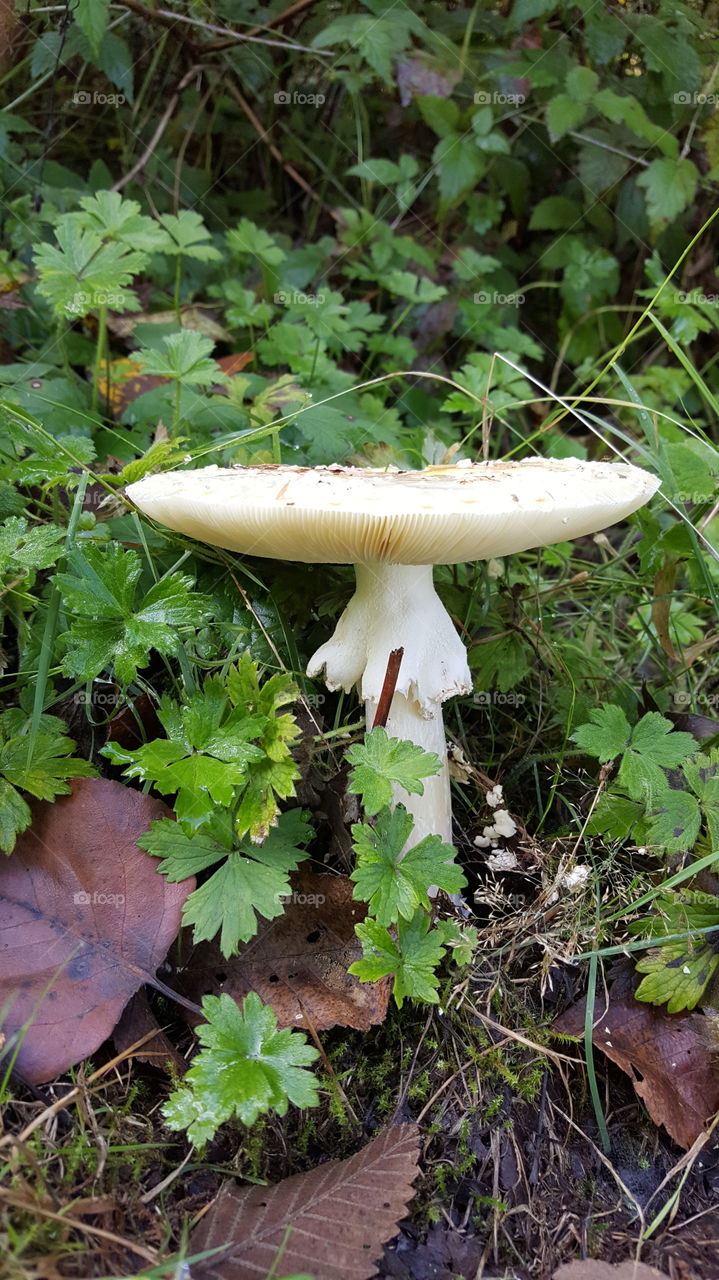 Large Mushroom 3
