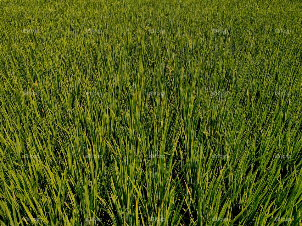 high density rice fields