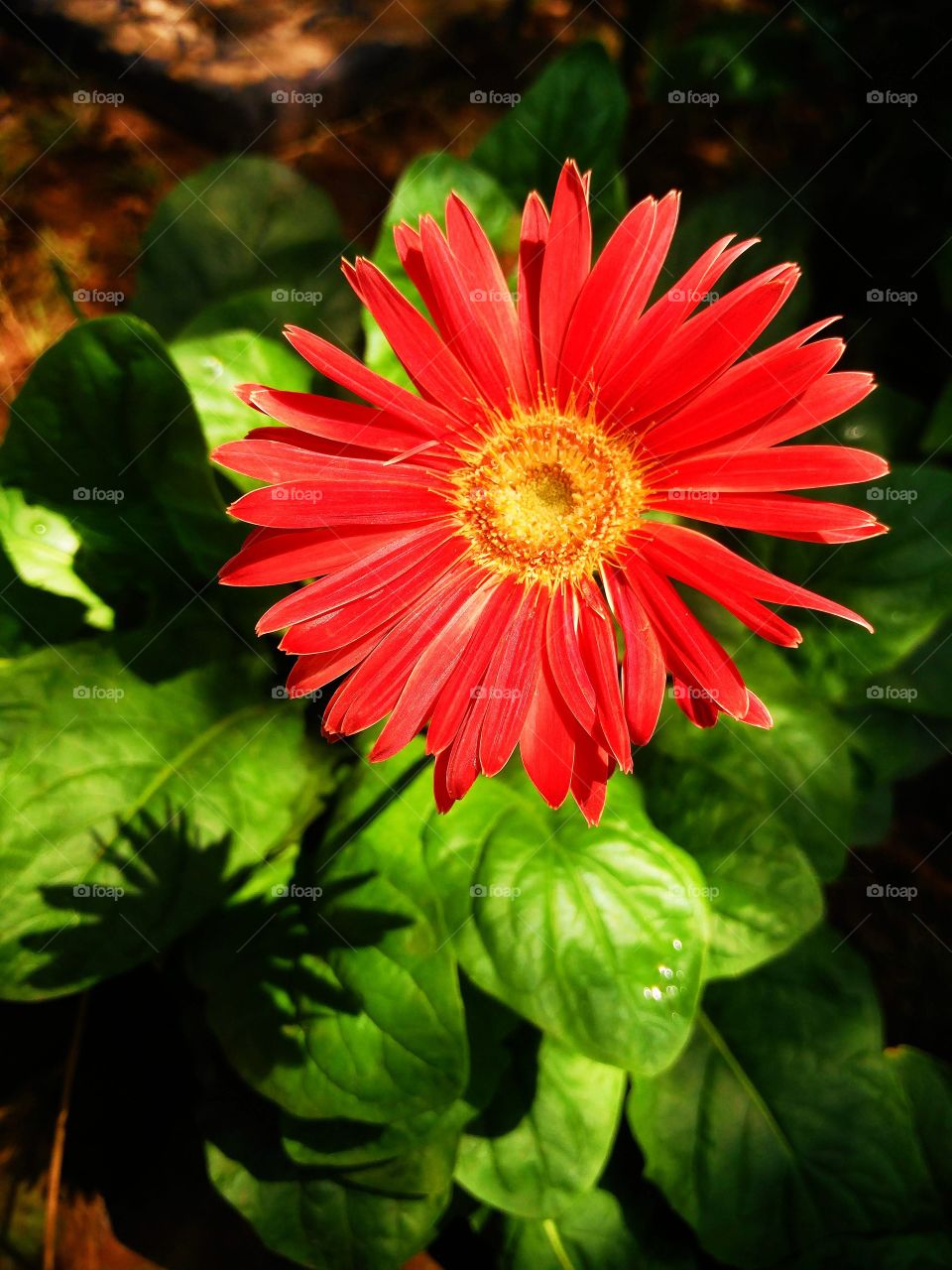 Gerbera