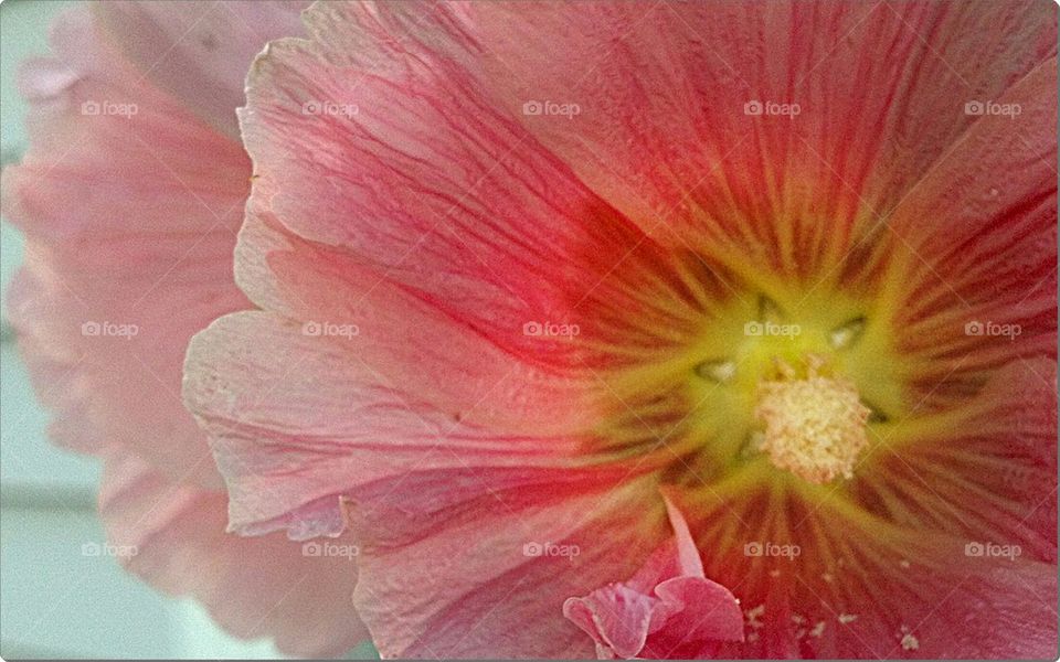 pretty pink flower