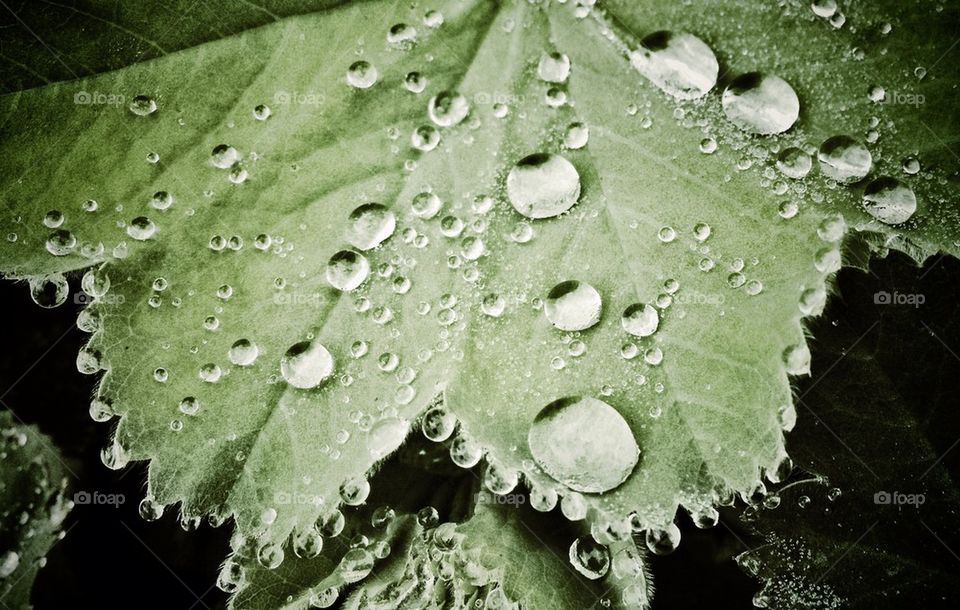 Alchemilla vulgaris, daggkåpa