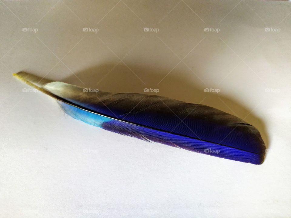 colour feather