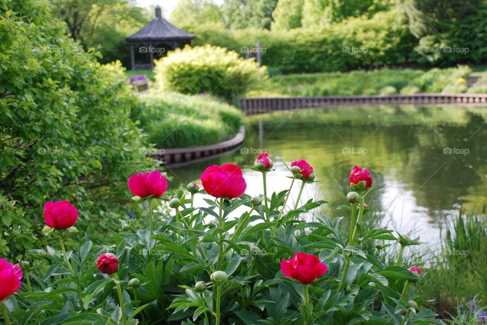 Roses by the pond. Red roses beside a curving pond edge with a gazebo in the background 