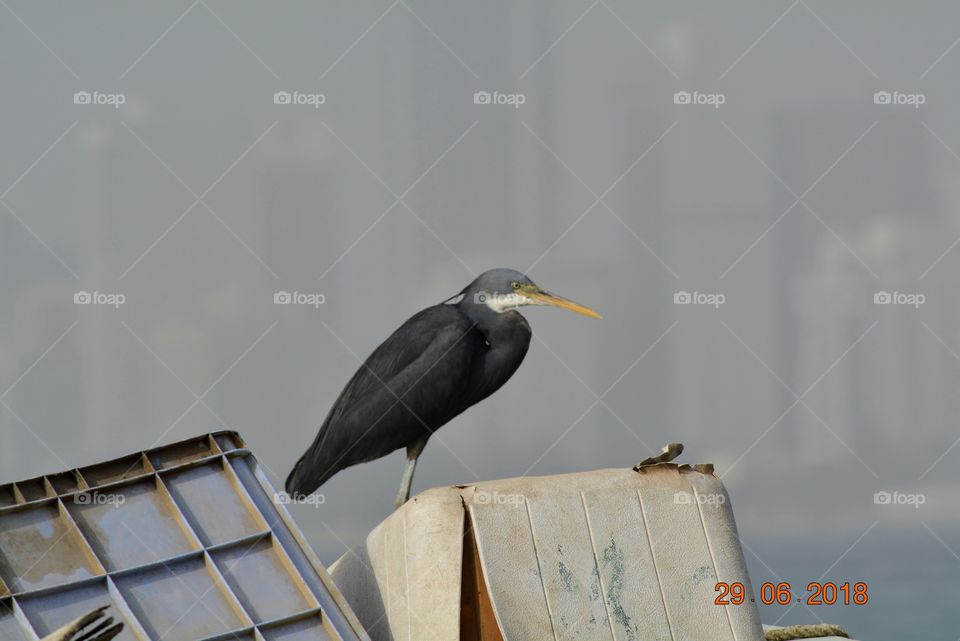 Beautifully captured bird at Bahrain