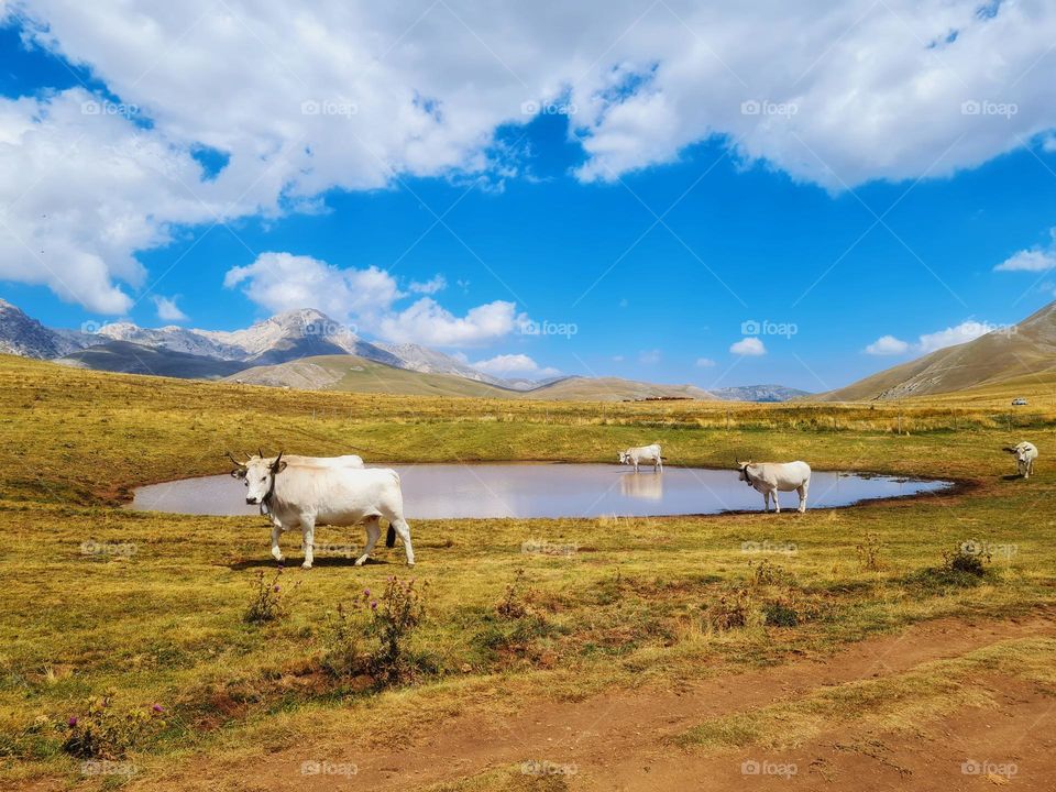 herd of cows in the prairie is drinking in the mountain lake