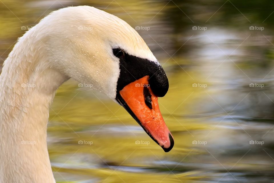 Swan