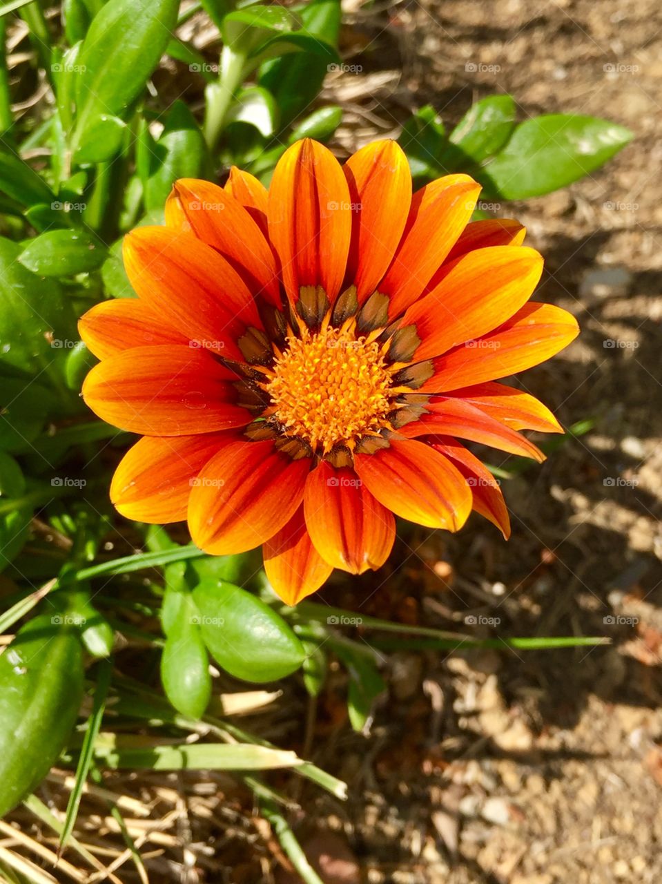 Orange Flower 