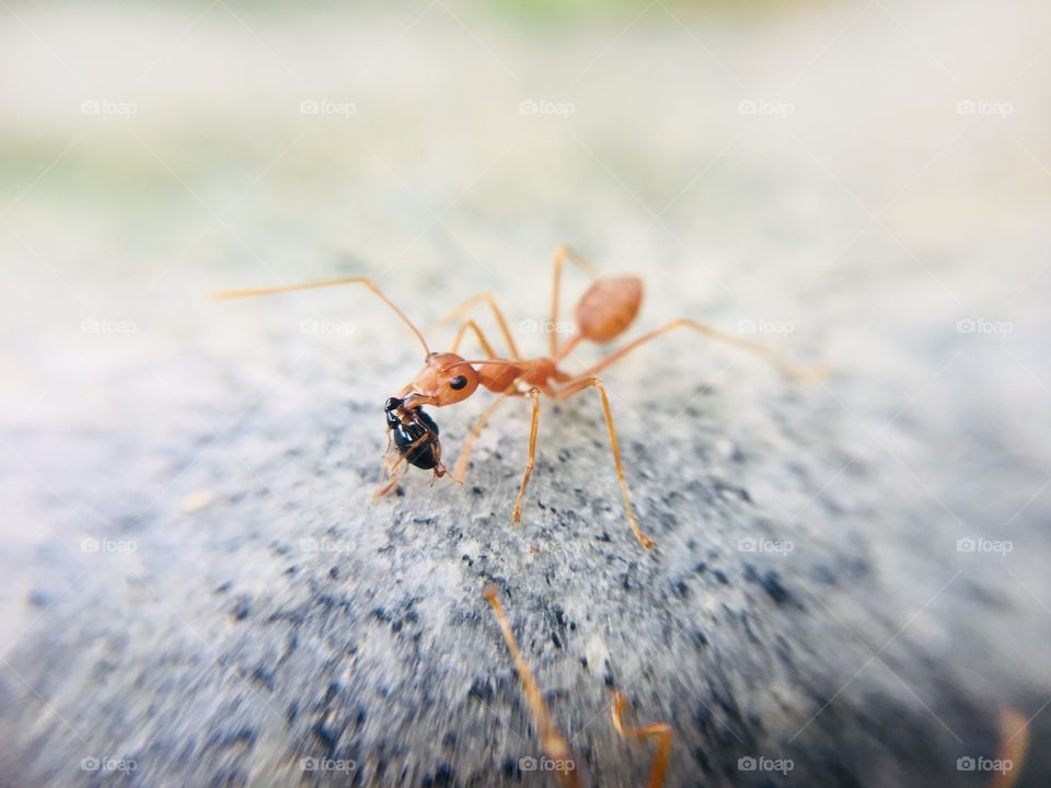 Ant with its successful hunt! 