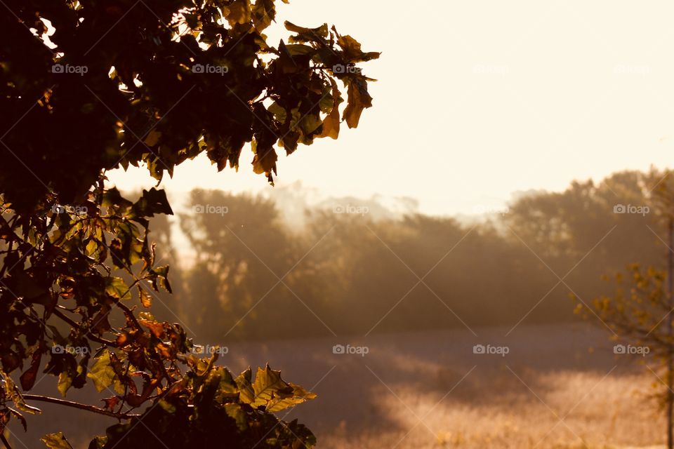 Golden rays of sunlight illuminating the changing autumn landscape in the country