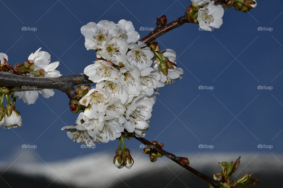 Floración de el valle del Jerte, Extremadura, España