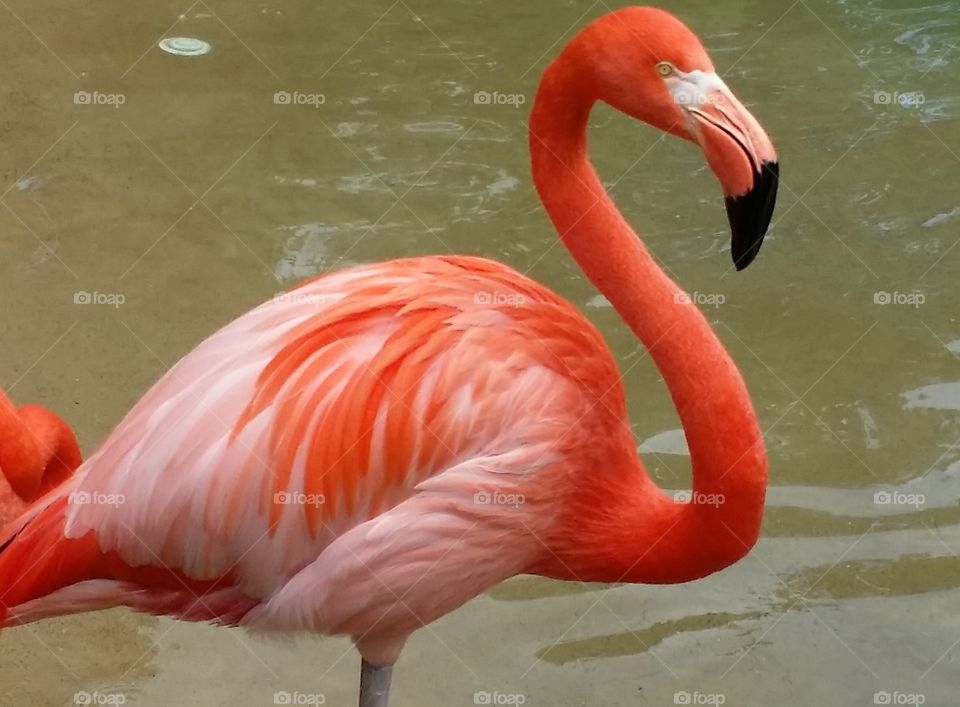 Flamingo
