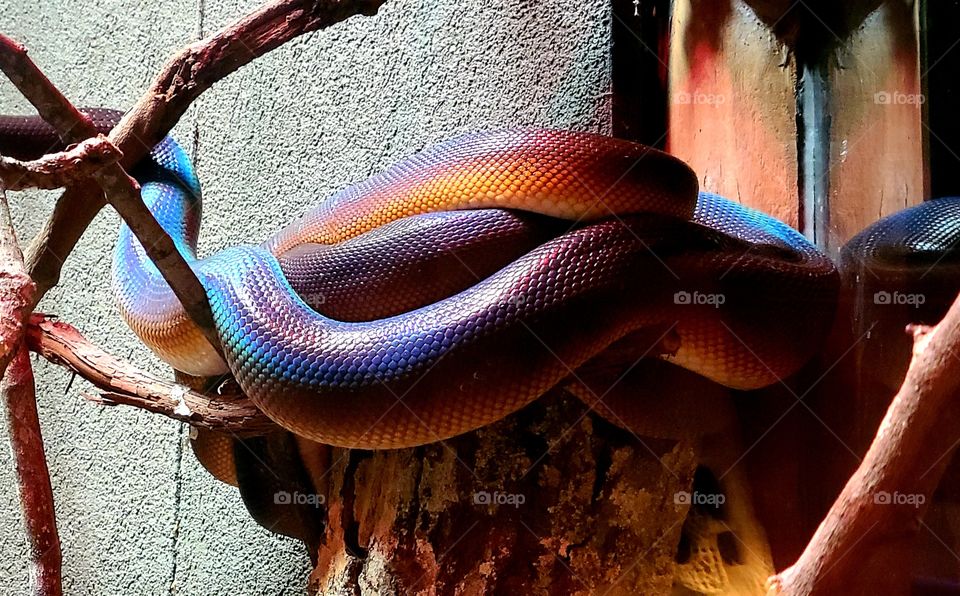 rainbow snake