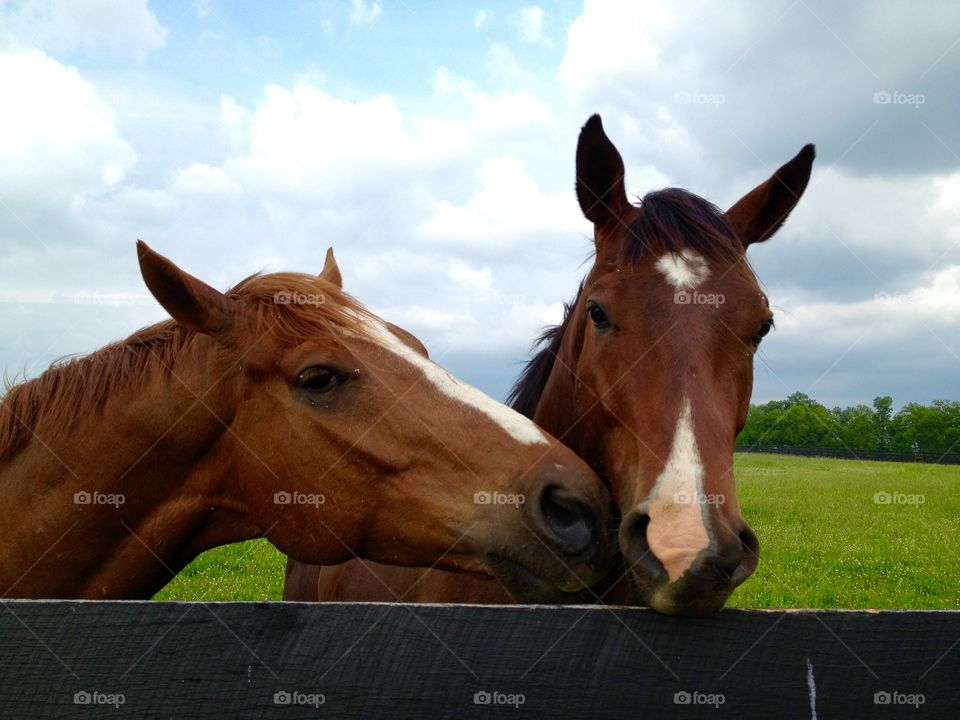 Horsey love