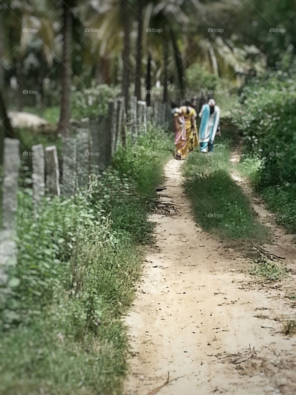 rural path. natural way