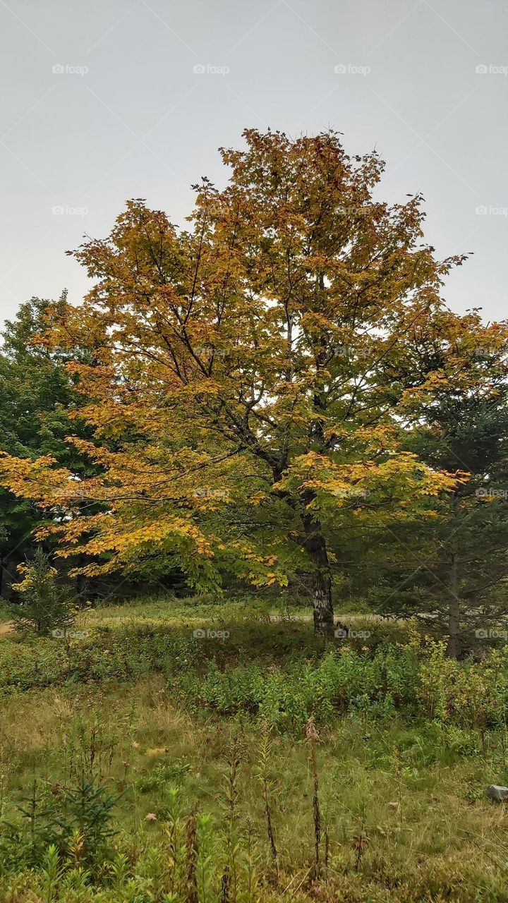 Maple tree in transition