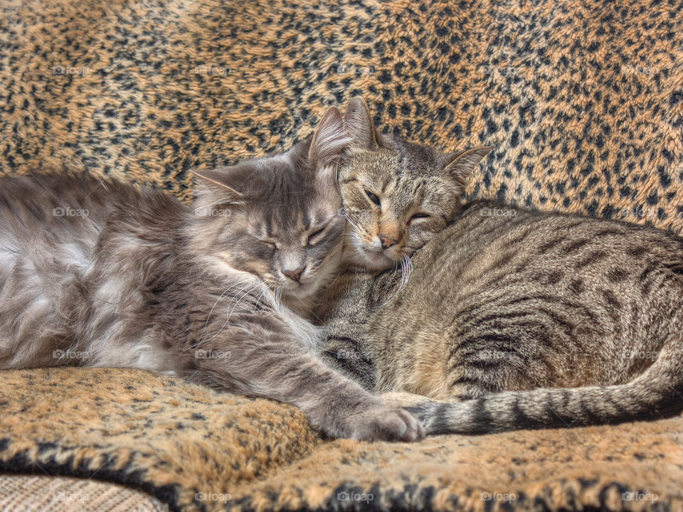 Cats Snuggling