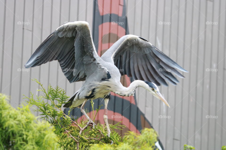landing heron
