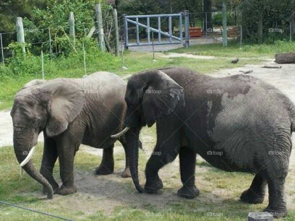 Miami Metro Zoo, Elephants, Wildlife, South Florida,  Safari