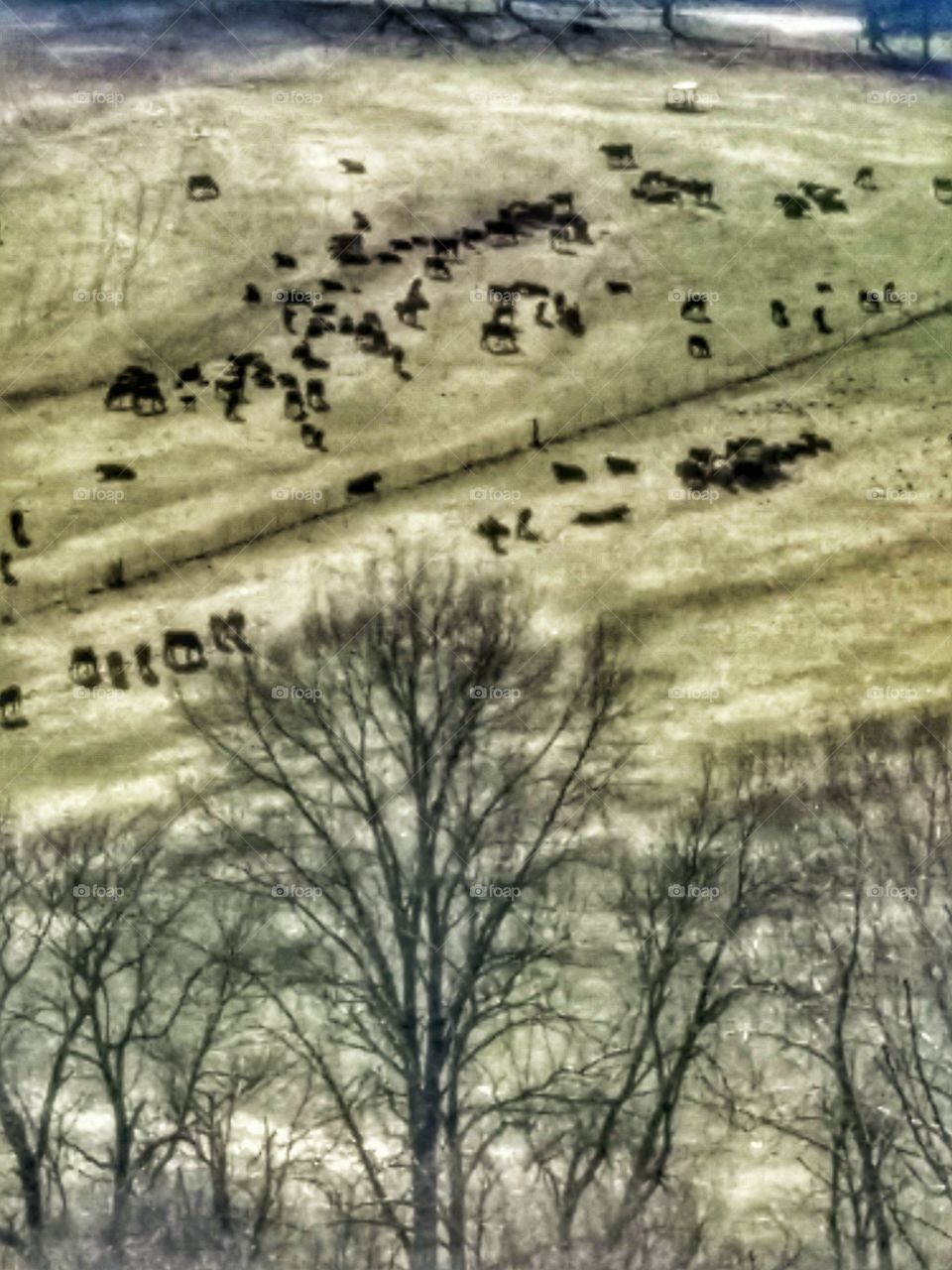 Cows in a field along the Little Niangua river, Missouri.